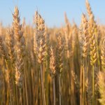 plony Koniec widma śmierci głodowej? Naukowcy odkryli jak potroić plony