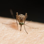 Koniec z atakami komarów