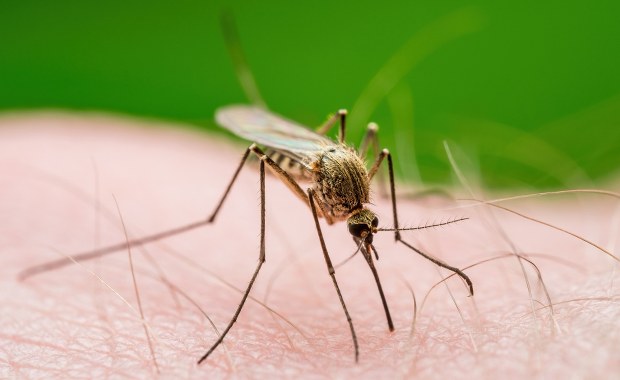  Koniec z komarami? Naukowcy odkryli bakterię, która może pomóc