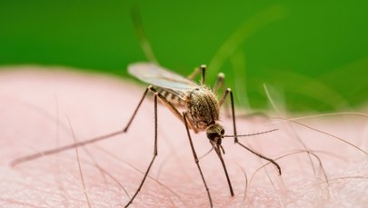  Koniec z komarami? Naukowcy odkryli bakterię, która może pomóc