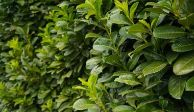 Koniec z nudnymi tujami. Te rośliny stworzą gęsty żywopłot na lata