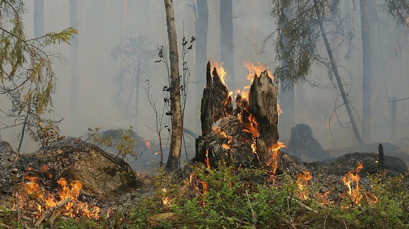 Koniec z pożarami lasów. Do akcji wkracza przyjazny środowisku naturalnemu… żel /Geekweek