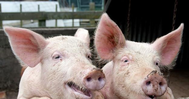 Koniec ze świniobiciem na własnym podwórku? /&copy;123RF/PICSEL