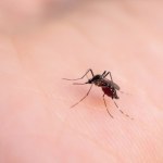 Koniec ze ukąszeniami komarów? Naukowcy opracowali nową broń