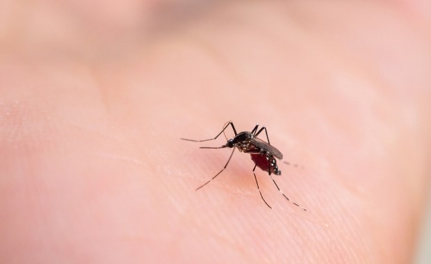 Koniec ze ukąszeniami komarów? Naukowcy opracowali nową broń