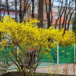 Koniecznie podlej tym forsycję. Będzie dłużej cieszyła oko kwiatami