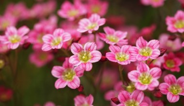 Koniecznie posadź ją w październiku. Wiosną będziesz mieć najpiękniejszy ogród w okolicy