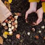 Koniecznie posadź je jeszcze w sierpniu. Wiosną twój ogród zachwyci sąsiadów 