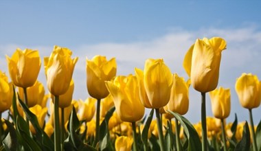 Koniecznie posadź tę odmianę tulipanów. Będą kwitły przez wiele lat 