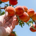 brzoskwinie Koniecznie posadź to pod brzoskwinią. Sąsiedzi pozazdroszczą ci owoców