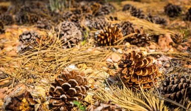 Koniecznie przynieś ze spaceru z lasu. Zdziwisz się, ile mają zastosowań