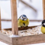 Koniecznie włóż do karmnika. Sikorki będą wracać do ogrodu codziennie