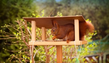 Koniecznie wsyp to do karmnika. Wiewiórki zlecą się jak szalone