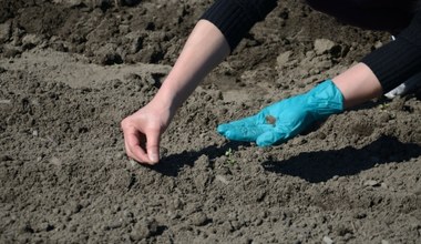 Koniecznie wysiej je jeszcze w październiku. Efekt zobaczysz wcześniej, niż sąsiedzi