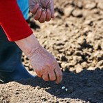 Koniecznie wysiej je jeszcze we wrześniu. Plony zbierzesz przed zimą 