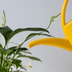 Koniecznie wzmocnij tym skrzydłokwiat zimą. Wystarczy niewiele, by wypuścił nowe liście