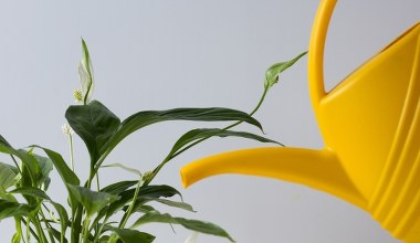 Koniecznie wzmocnij tym skrzydłokwiat zimą. Wystarczy niewiele, by wypuścił nowe liście