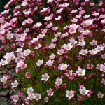 Koniecznie zasadź ją jeszcze we wrześniu. Wiosną ogród obsypie się kwiatami 