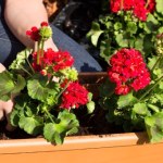 Koniecznie zrób to z pelargoniami w lutym. Inaczej możesz zapomnieć o kwiatach 