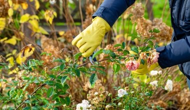 Koniecznie zrób to z różami w listopadzie. Powszechny problem cię ominie 