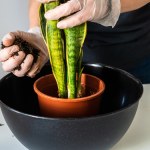 Koniecznie zrób to z sansewierią w marcu. Podziękuje ci szybkim wzrostem