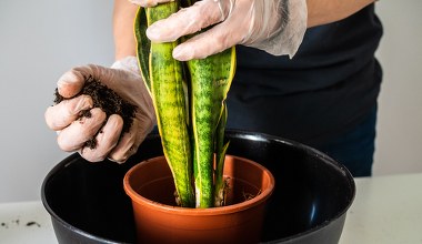 Koniecznie zrób to z sansewierią w marcu. Podziękuje ci szybkim wzrostem