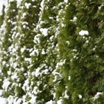 Koniecznie zrób to z tujami. Tak uratujesz je przed zniszczeniem zimą