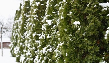 Koniecznie zr&oacute;b to z tujami. Tak uratujesz je przed zniszczeniem zimą