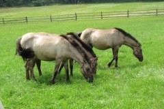 Koniki polskie na Roztoczu