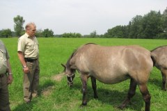 Koniki polskie na Roztoczu
