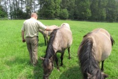 Koniki polskie na Roztoczu