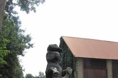 Koniki polskie na Roztoczu