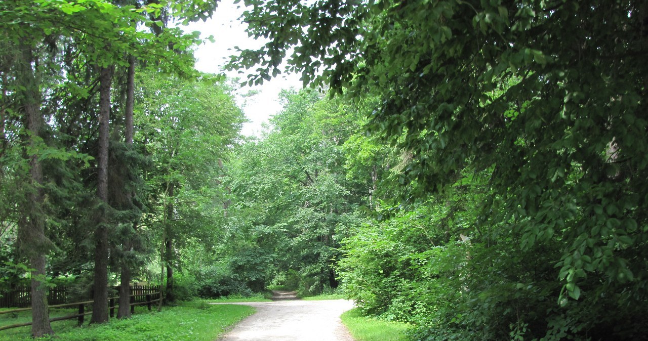 Koniki polskie na Roztoczu