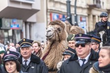 Konkurs. Można wygrać wielbłąda na Orszak Trzech Króli