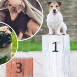 Konkurs na najbrzydszego psa. Oto finaliści. „Każdy ma w sobie coś pięknego”