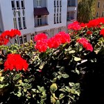Konkurs na najpiękniejszy balkon. Rośliny zachwycają nie tylko urodą
