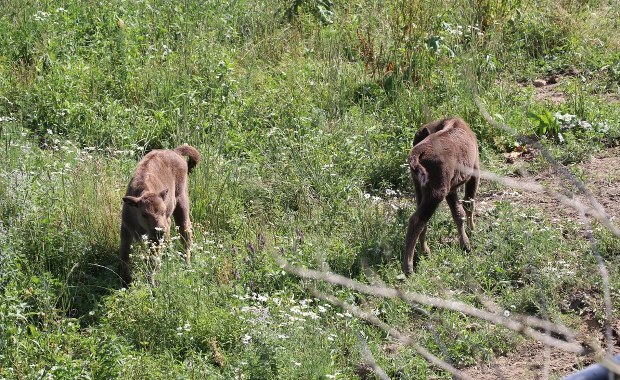 Konkurs na oryginalne imiona dla żubrzyc z zagrody w Bieszczadach