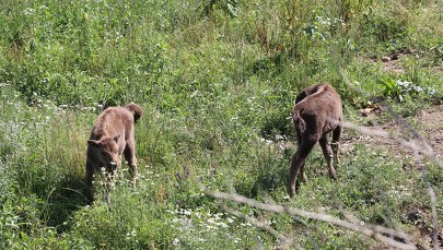 Konkurs na oryginalne imiona dla żubrzyc z zagrody w Bieszczadach