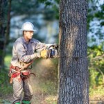 Konserwator milczy, drzewo pada. Nadchodzi rewolucja w prawie o zabytkach