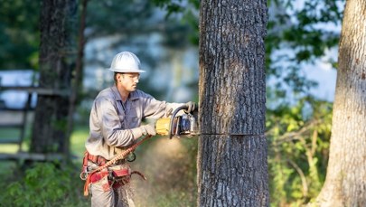 Konserwator milczy, drzewo pada. Nadchodzi rewolucja w prawie o zabytkach