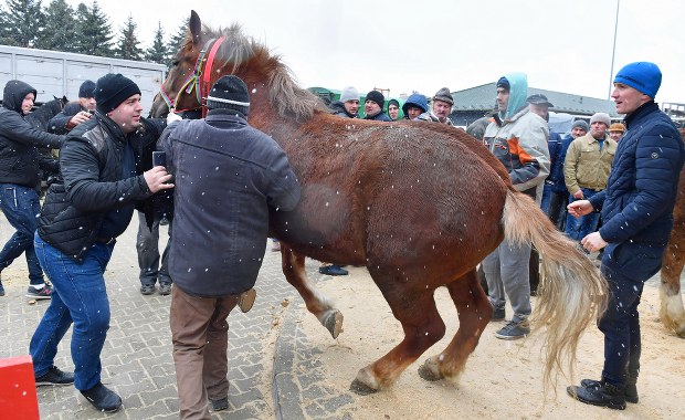 Końskie targi w Skaryszewie. Co na to obrońcy praw zwierząt?