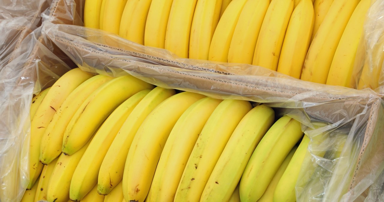 Kontenerów z bananami są tysiące, kokaina jest zaledwie w kilku lub kilkunastu /123RF/PICSEL