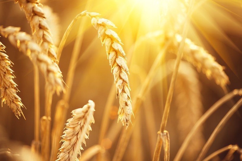 Kontrakty futures wskazują, że ceny pszenicy w 2022 r. będą najwyższe od 20 lat /123RF/PICSEL