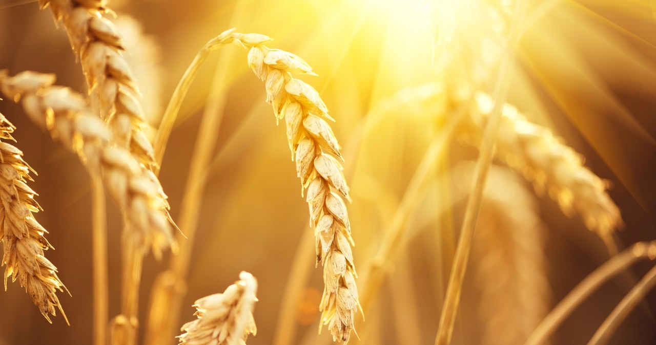 Kontrakty futures wskazują, że ceny pszenicy w 2022 r. będą najwyższe od 20 lat /123RF/PICSEL