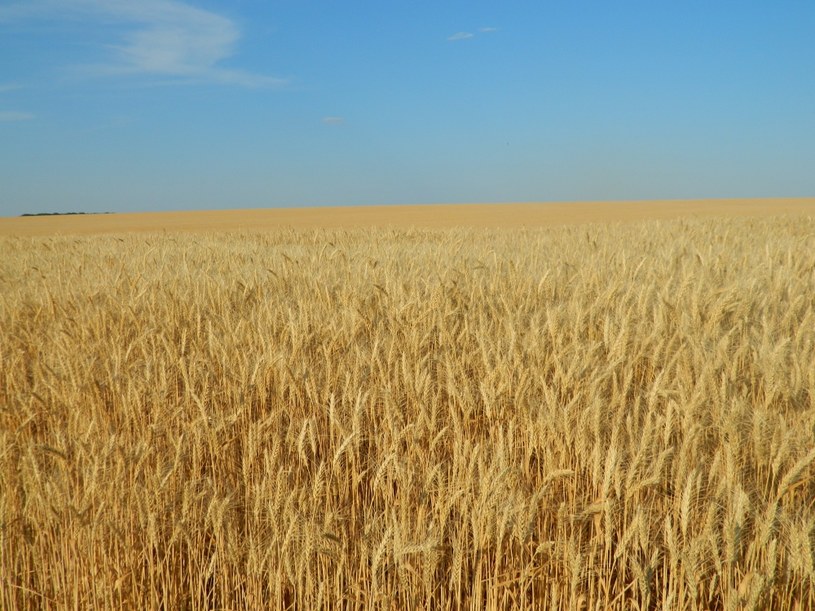 Kontrakty terminowe na pszenicę po raz pierwszy od ponad dekady przekroczyły poziom 10 dolarów za buszel /123RF/PICSEL