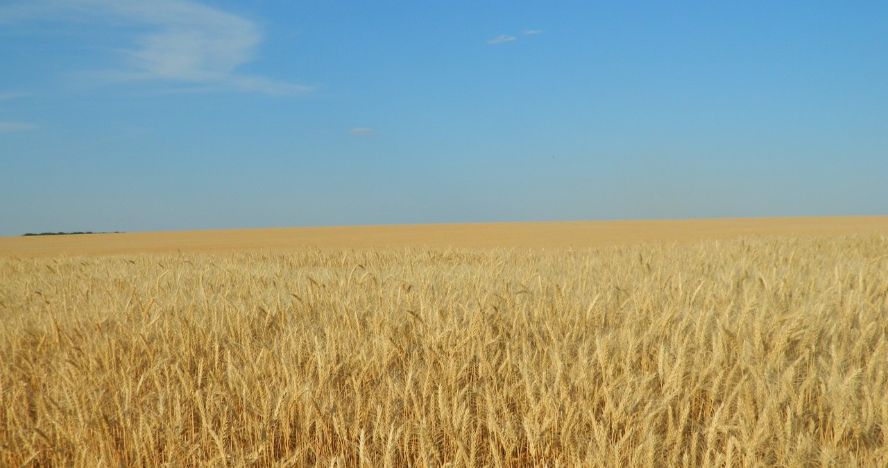 Kontrakty terminowe na pszenicę po raz pierwszy od ponad dekady przekroczyły poziom 10 dolarów za buszel /123RF/PICSEL