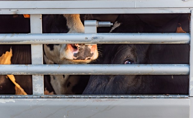 Kontrole transportów na polskiej granicy. Chodzi o pryszczycę