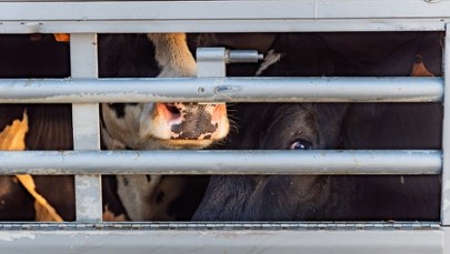 Kontrole transportów na polskiej granicy. Chodzi o pryszczycę