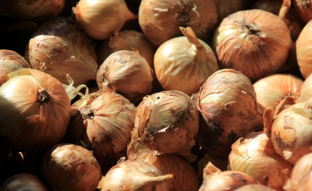 Kontrole żywności na granicy. Spleśniała cebula z Rosji nie wjedzie do Polski