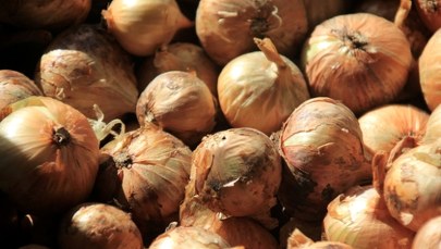 Kontrole żywności na granicy. Spleśniała cebula z Rosji nie wjedzie do Polski